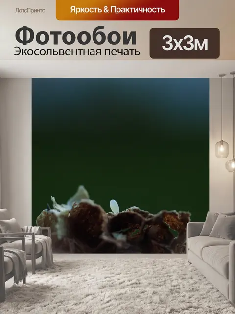 Фотообои Яйцо