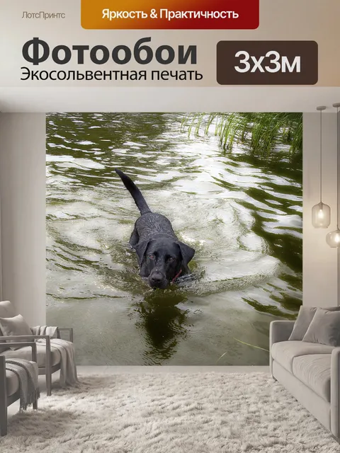 Фотообои Собака