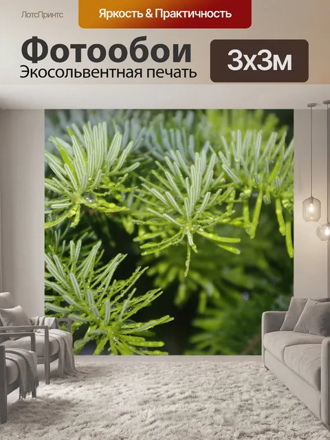 Фотообои Пихта