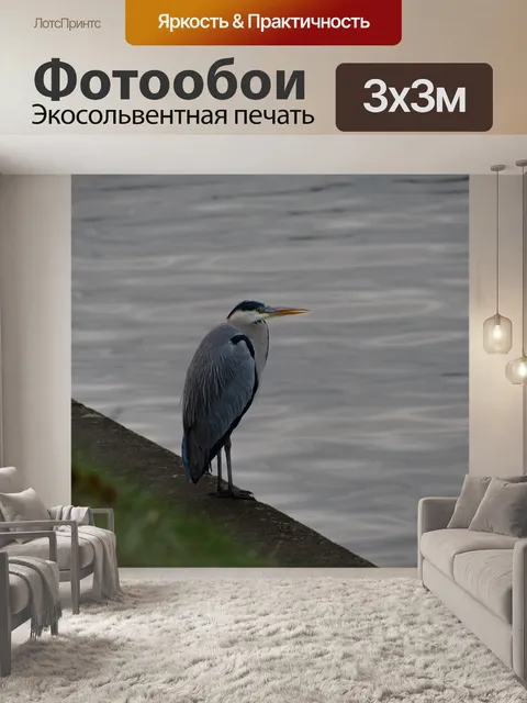 Фотообои Голубая цапля, птица
