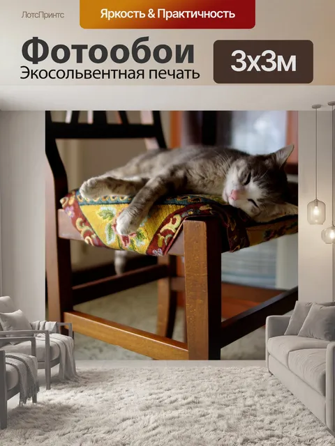 Фотообои Кот