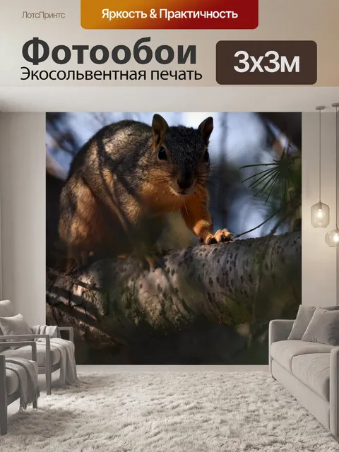 Фотообои белочка