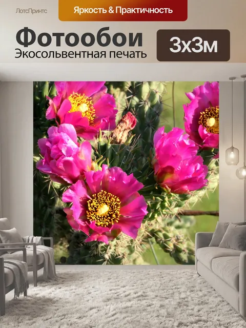 Фотообои Розовый цвет кактусов крупного плана