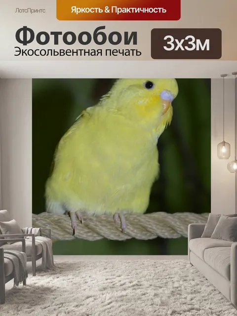 Фотообои Волнистый попугайчик