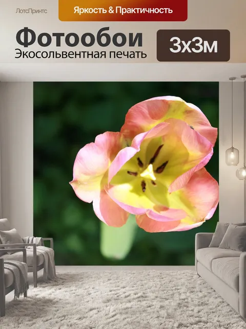 Фотообои Тюльпан