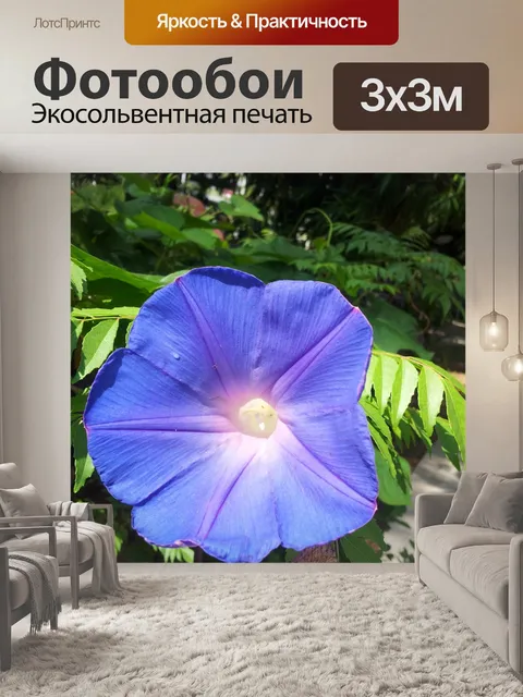 Фотообои фиолетовый муравьи ипомеи цветок