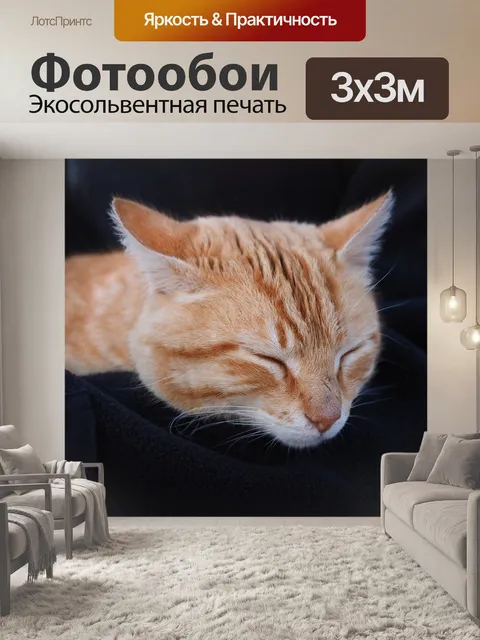 Фотообои Кот