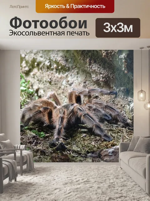 Фотообои Тарантул