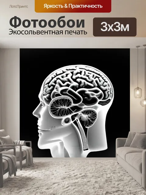 Фотообои гладкое и четкое поперечное сечение головного мозга