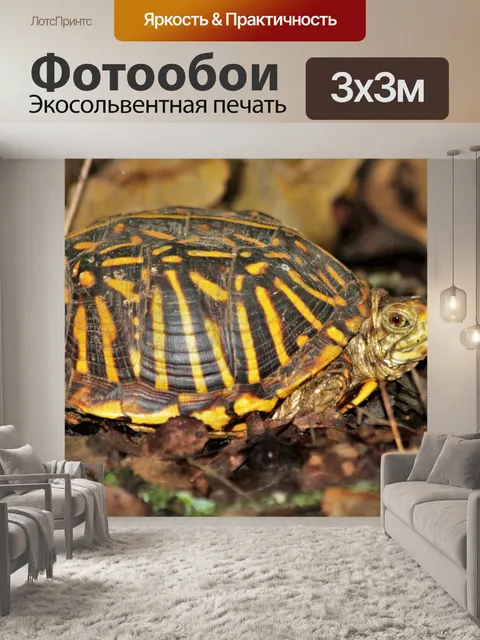 Фотообои Черная черепаха крупным планом