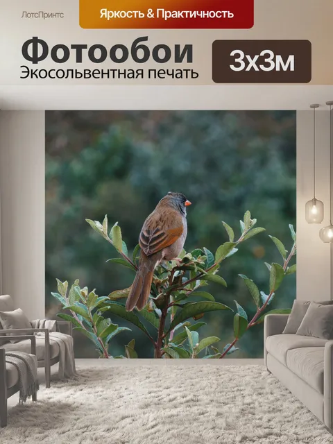Фотообои Птица