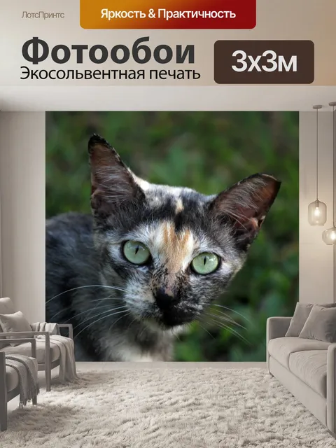 Фотообои дикий кот кастрирован в Сингапуре