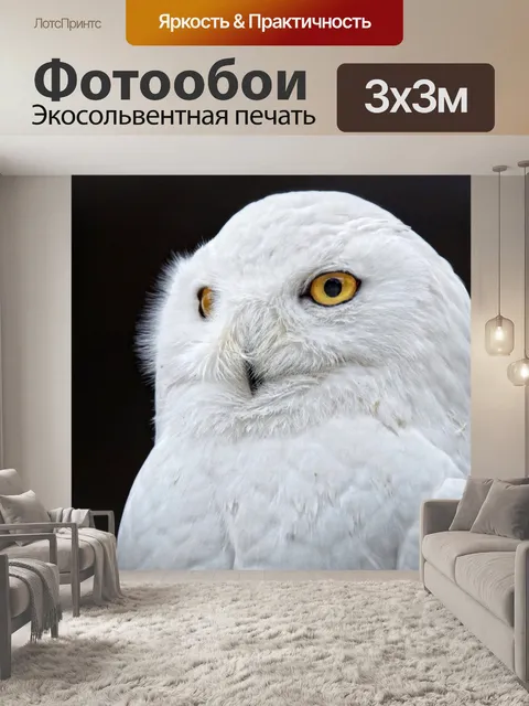 Фотообои Сова