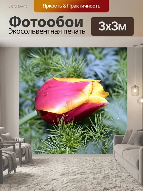 Фотообои Тюльпан