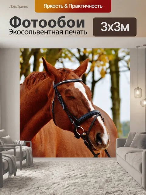 Фотообои Лошадь