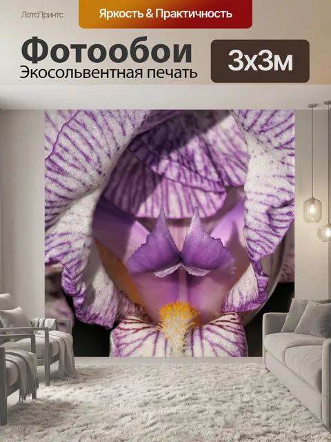 Фотообои Фиолетовый полосатый белый ирис крупным