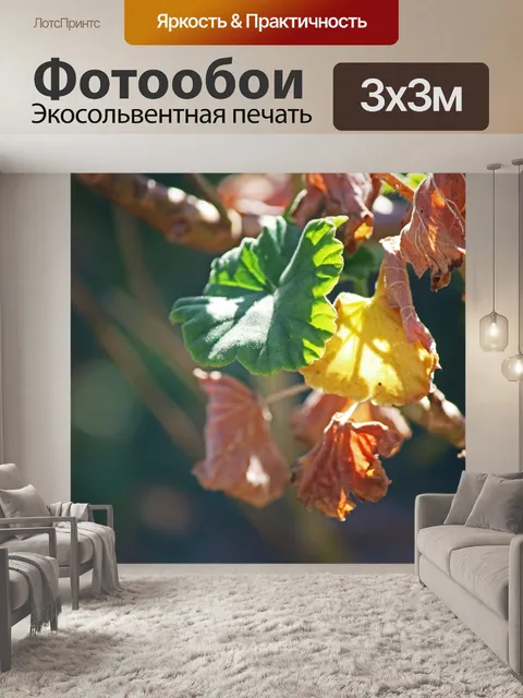 Фотообои один зеленый лист герани на растении
