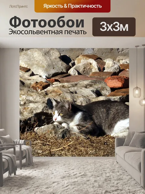 Фотообои Серый и белый кот играет в скалах