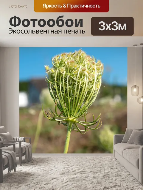 Фотообои Дикая морковь