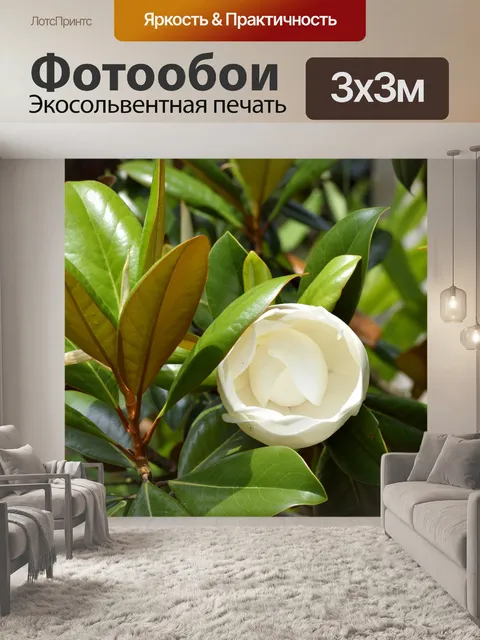 Фотообои Магнолия цветок