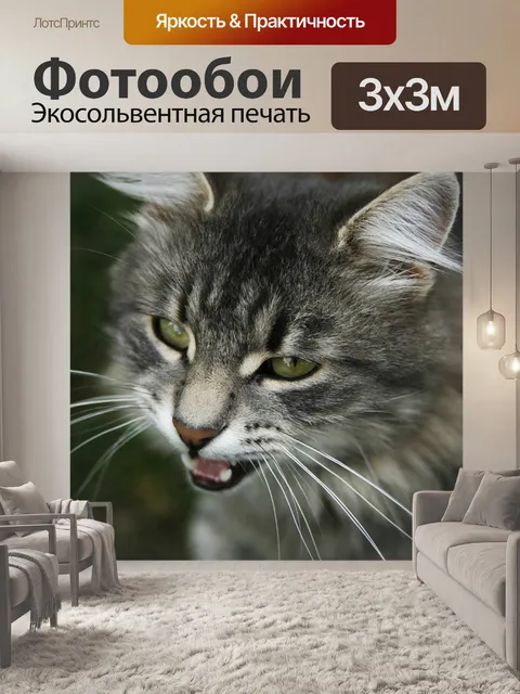 Фотообои Кошки