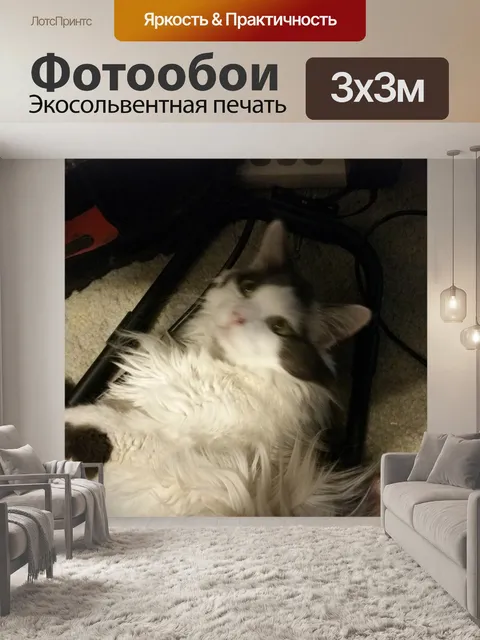 Фотообои Мой черный белый кот