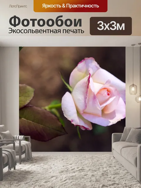 Фотообои Роза