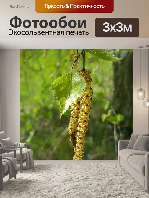 Фотообои Береза