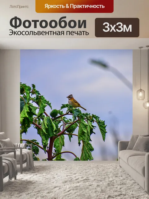 Фотообои Птица