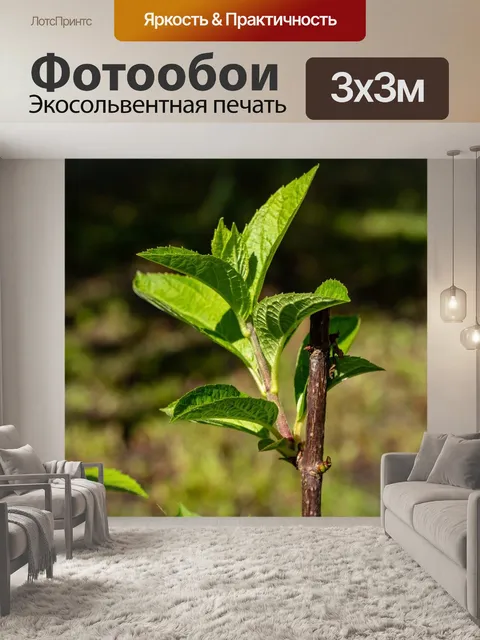 Фотообои Гортензия