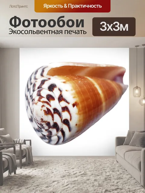 Фотообои Морская ракушка