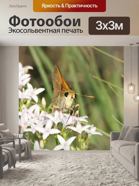 Фотообои Делавэр Шкипер Вид спереди