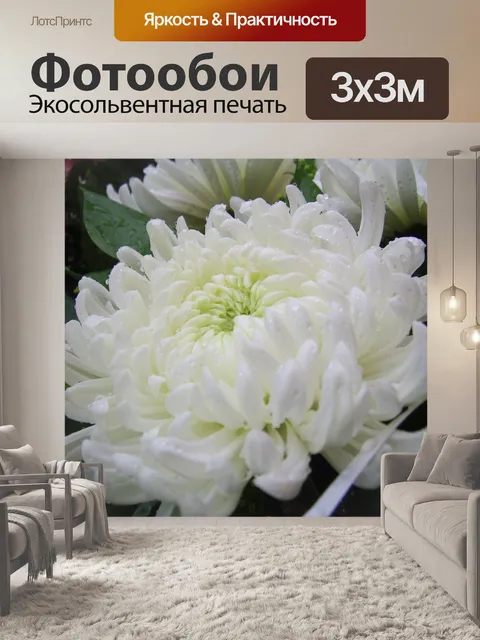 Фотообои Белая хризантема