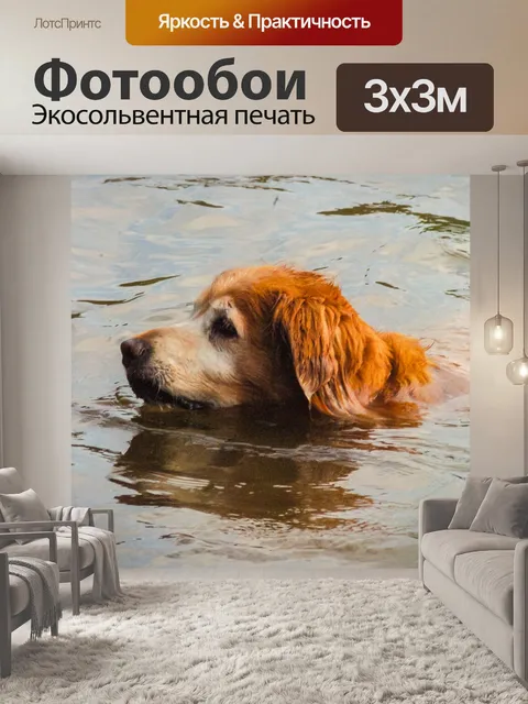 Фотообои Собака купание в воде