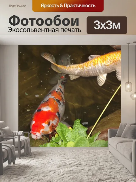 Фотообои Koi