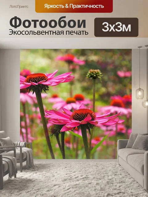 Фотообои Эхинацея пурпурная цветок цвести