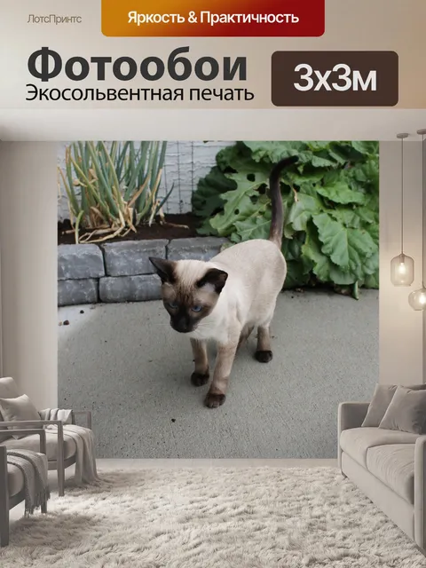 Фотообои Сиамская кошка изучает