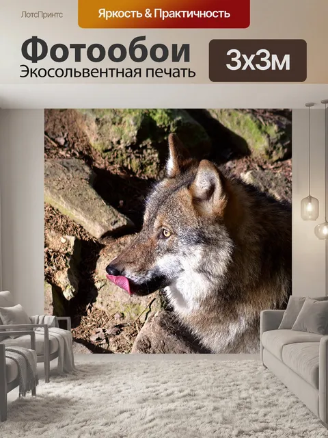 Фотообои Волк