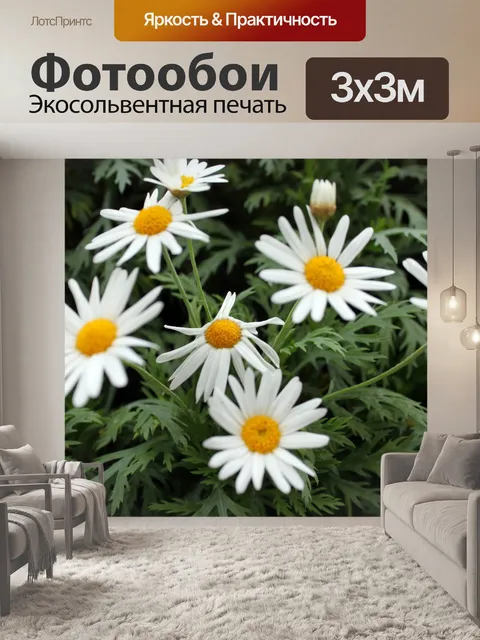 Фотообои белые цветы ромашки