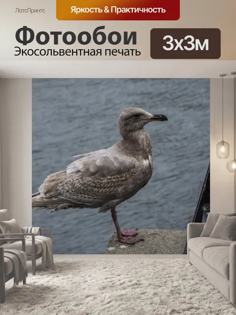 Фотообои Молодая чайка