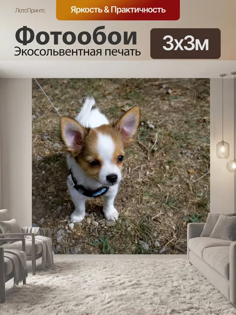 Фотообои Собака