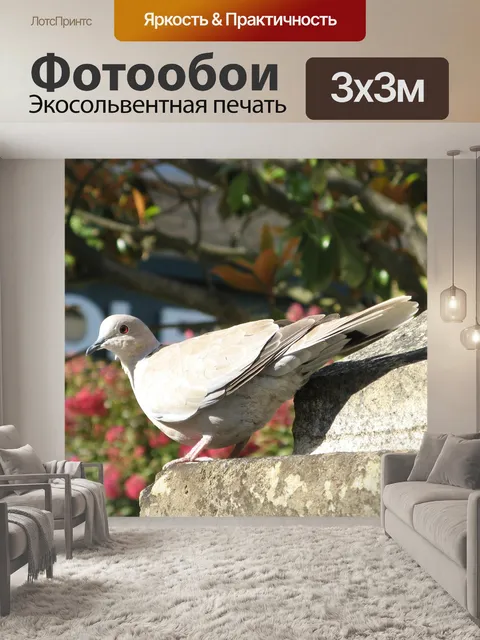 Фотообои Лесной голубь