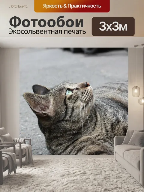 Фотообои Кот