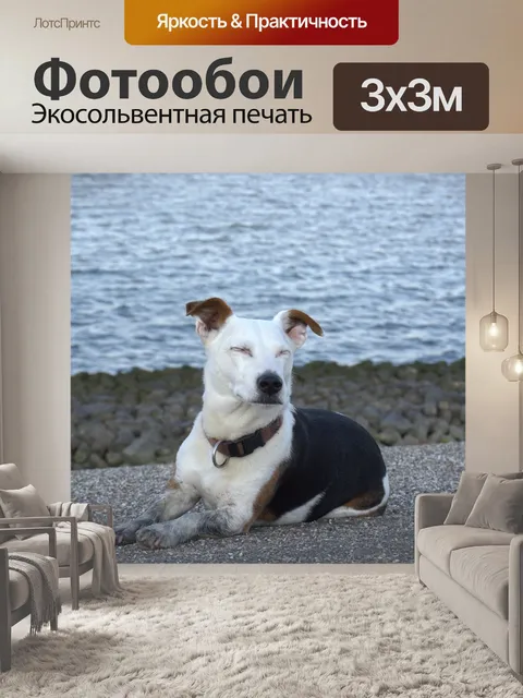 Фотообои Спящий пес
