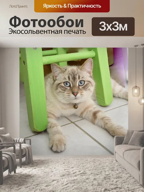 Фотообои Кошачий кот