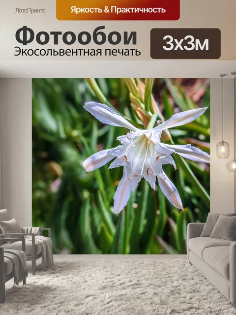 Фотообои Цветы
