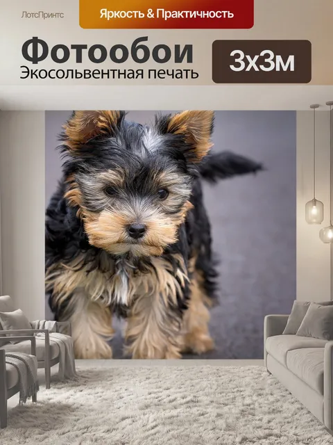 Фотообои Собака