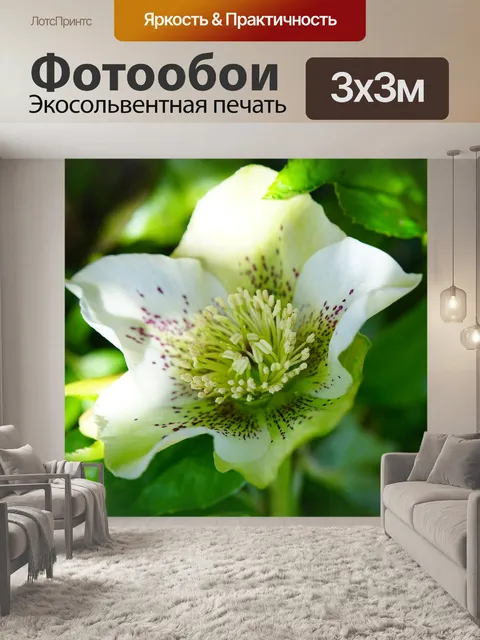 Фотообои Рождественская роза