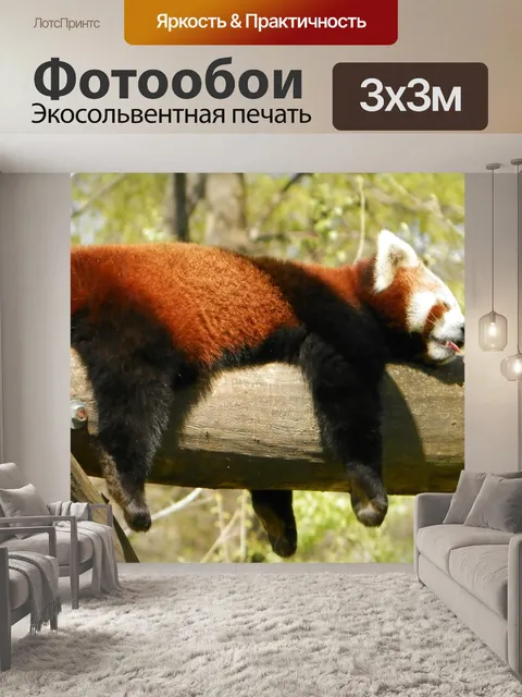 Фотообои Красная панда
