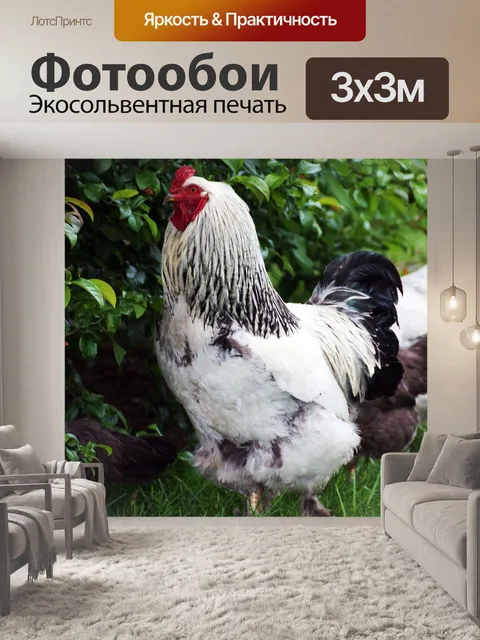 Фотообои Петух